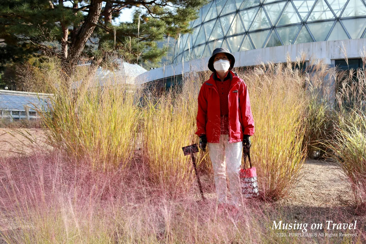 퍼플뮬리와 외래종 벼