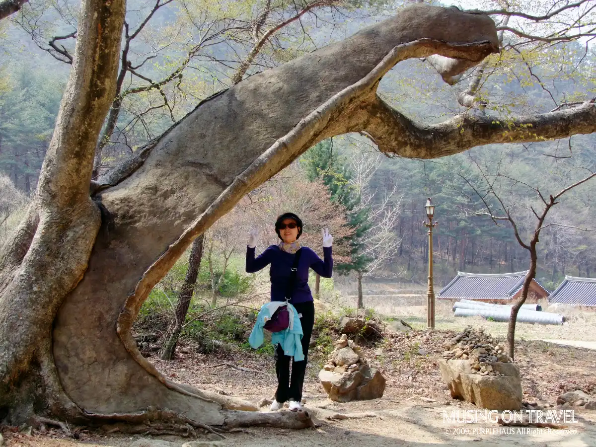 공룡처럼 보이는 고목