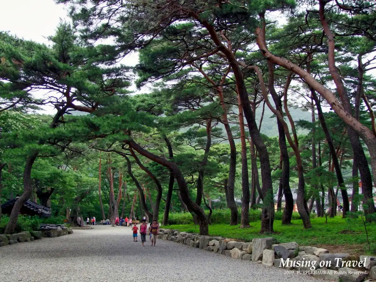 내연산 보경사 적송