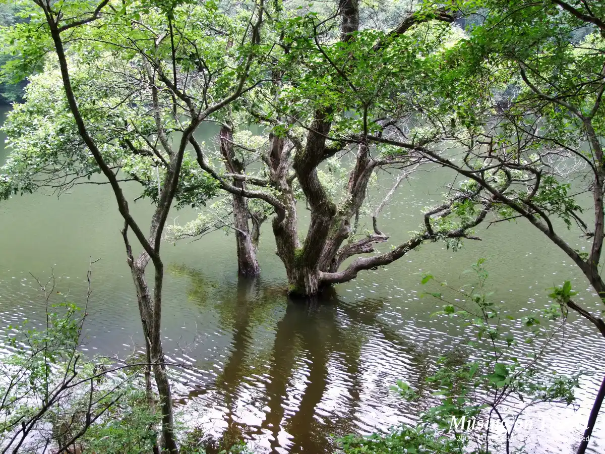청송 주왕산국립공원 주산지