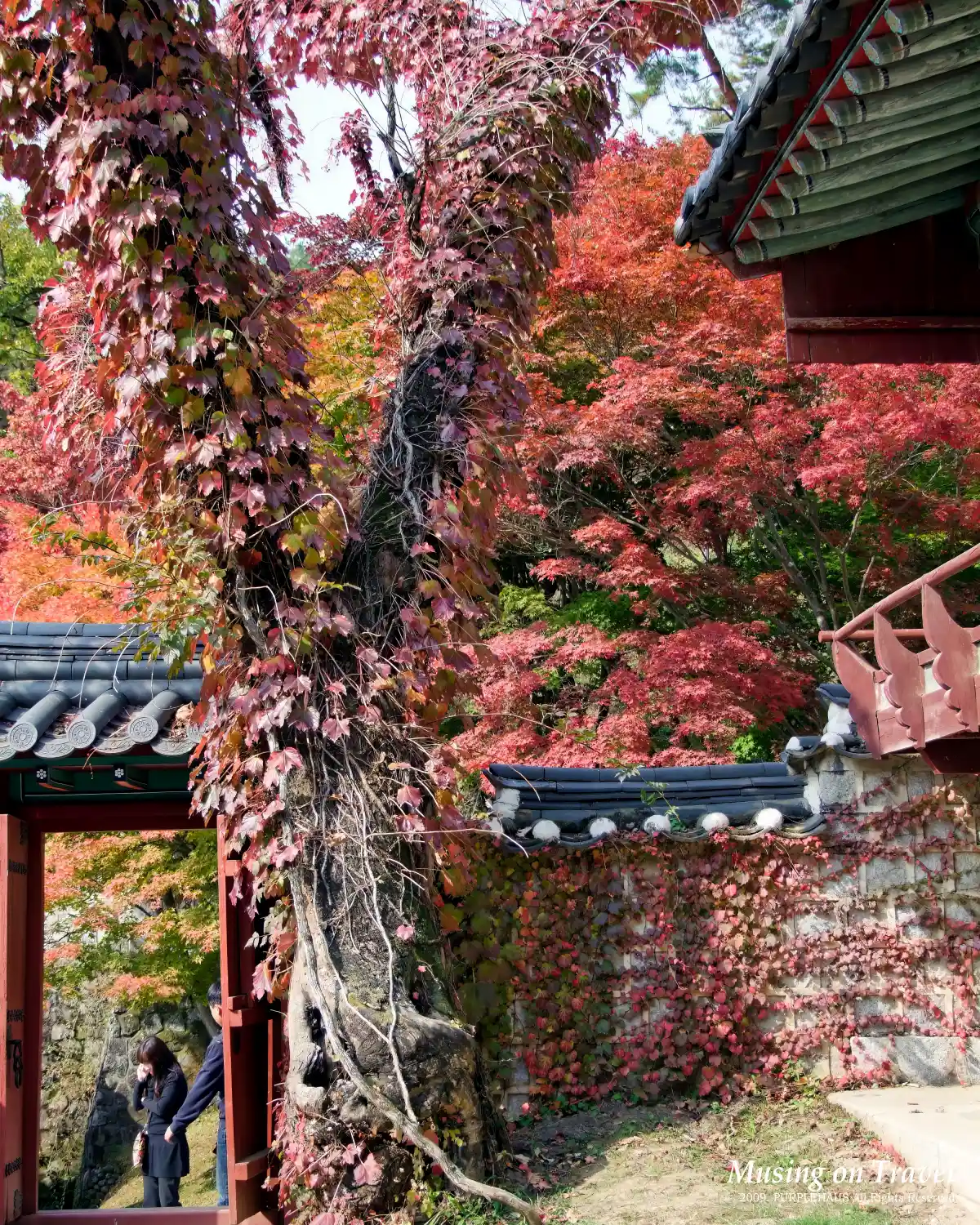 담쟁이넝쿨 단풍
