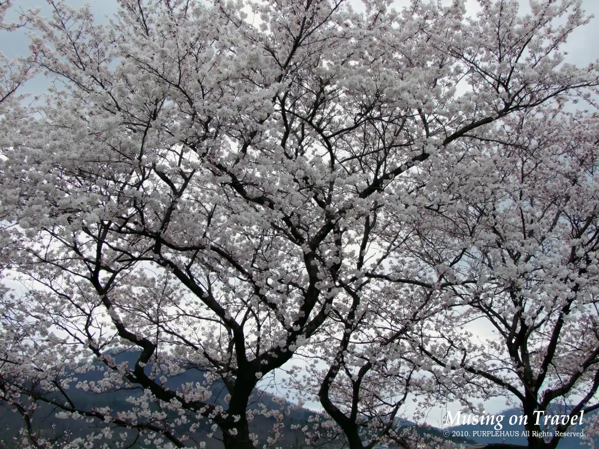 2010년 봄 활짝 핀 벚꽃